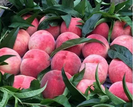 蜜桃行情,蜜桃行情——科技新品,顛覆你的想象!