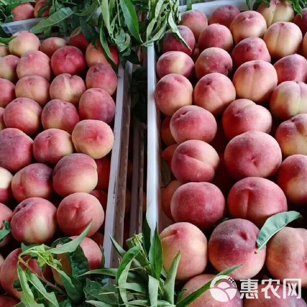 蜜桃行情,蜜桃行情——科技新品,顛覆你的想象!