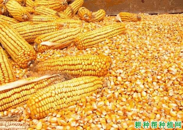 阜陽(yáng)玉米行情深度解析與揭秘????