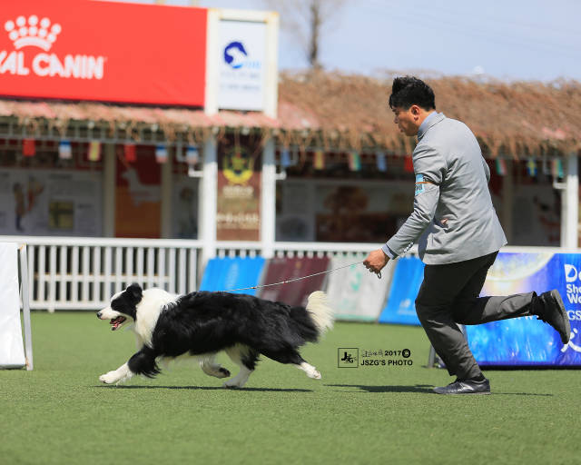 邊境牧羊犬比賽標準,探尋競技衡量尺度的全面解析