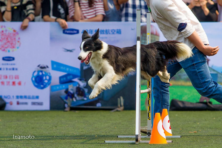 邊境牧羊犬比賽標準,探尋競技衡量尺度的全面解析