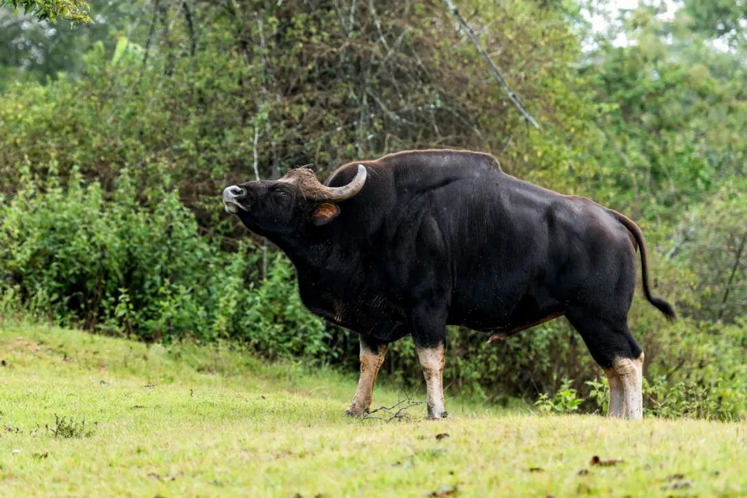 最新牛界風云,自然美景探索之旅,鼓舞人心之旅