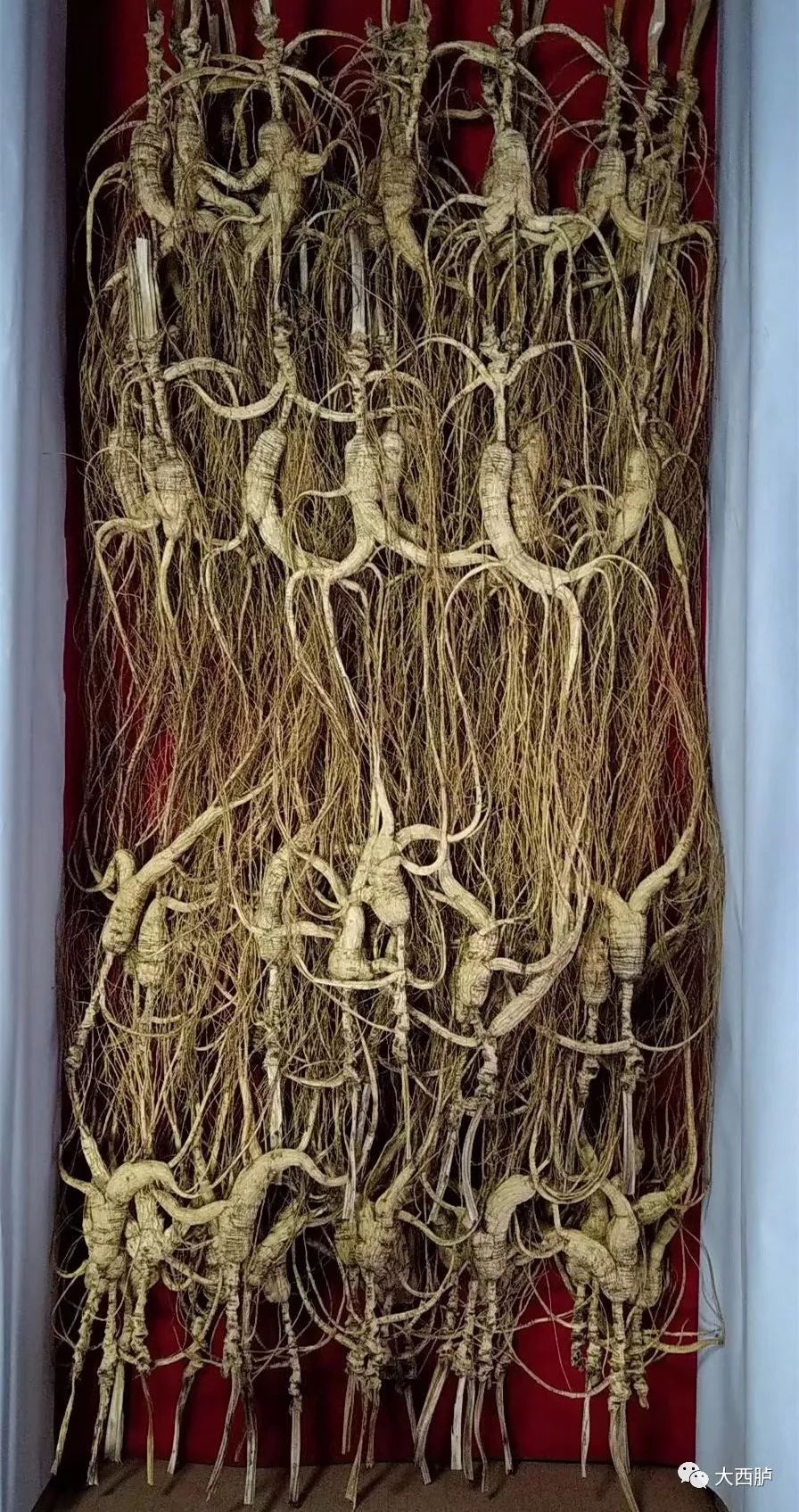 探尋鮮人參價(jià)格,自然之旅與內(nèi)心寧靜的交融