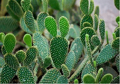 仙人掌行情,仙人掌行情,市場走勢與種植熱門解析