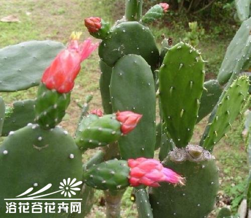 仙人掌行情,仙人掌行情,市場走勢與種植熱門解析