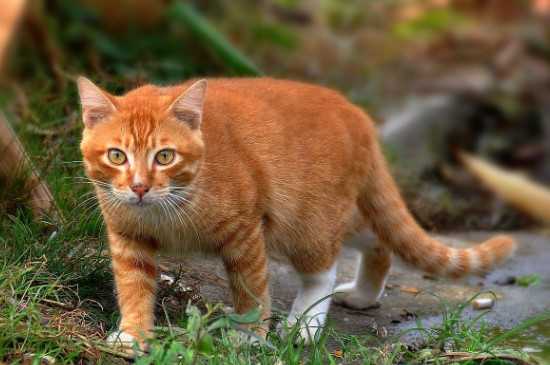 最新金絲貓品種詳解與介紹