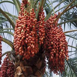 伊拉克椰棗價格揭秘,一顆棗的旅程與成長故事中的溫情陪伴