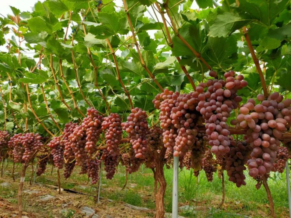 最新葡萄價格動態(tài)及市場走勢分析與預測