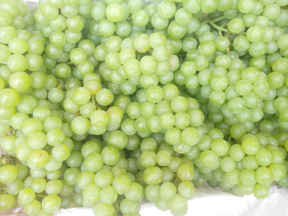 最新葡萄價格動態(tài)及市場走勢分析與預測