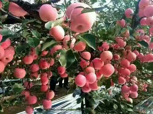 2015年最新果樹品種精選,種植希望之果的未來