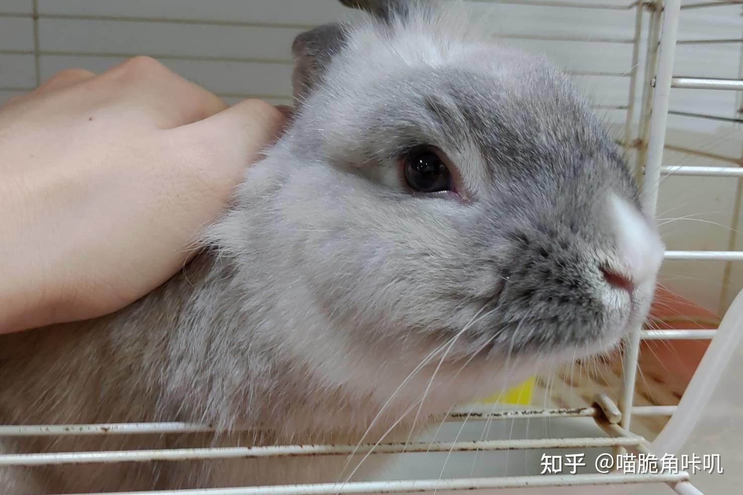 兔球最新觀點(diǎn)闡述,揭秘最新動態(tài)與趨勢