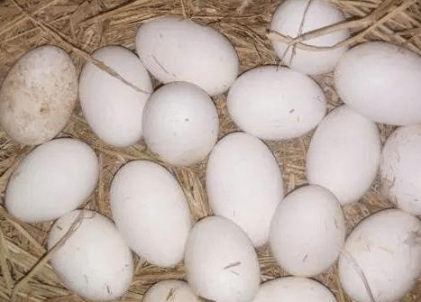 鵝蛋價(jià)格最新行情揭秘,從蛋窺探全球價(jià)值,自我定義價(jià)格時(shí)代來臨!