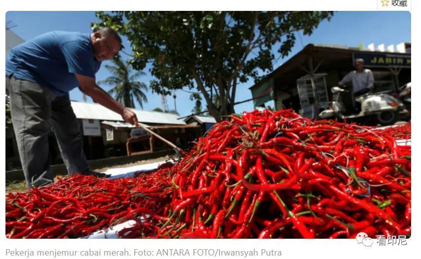今日紅椒行情深度解析與預測