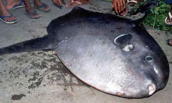 神秘海洋生物最新發(fā)現(xiàn)揭秘,藍色秘境與巷弄獨特小店探秘