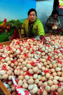 河北今日雞蛋市場價格,河北今日雞蛋市場價格,時代的鏡像與市場的脈動