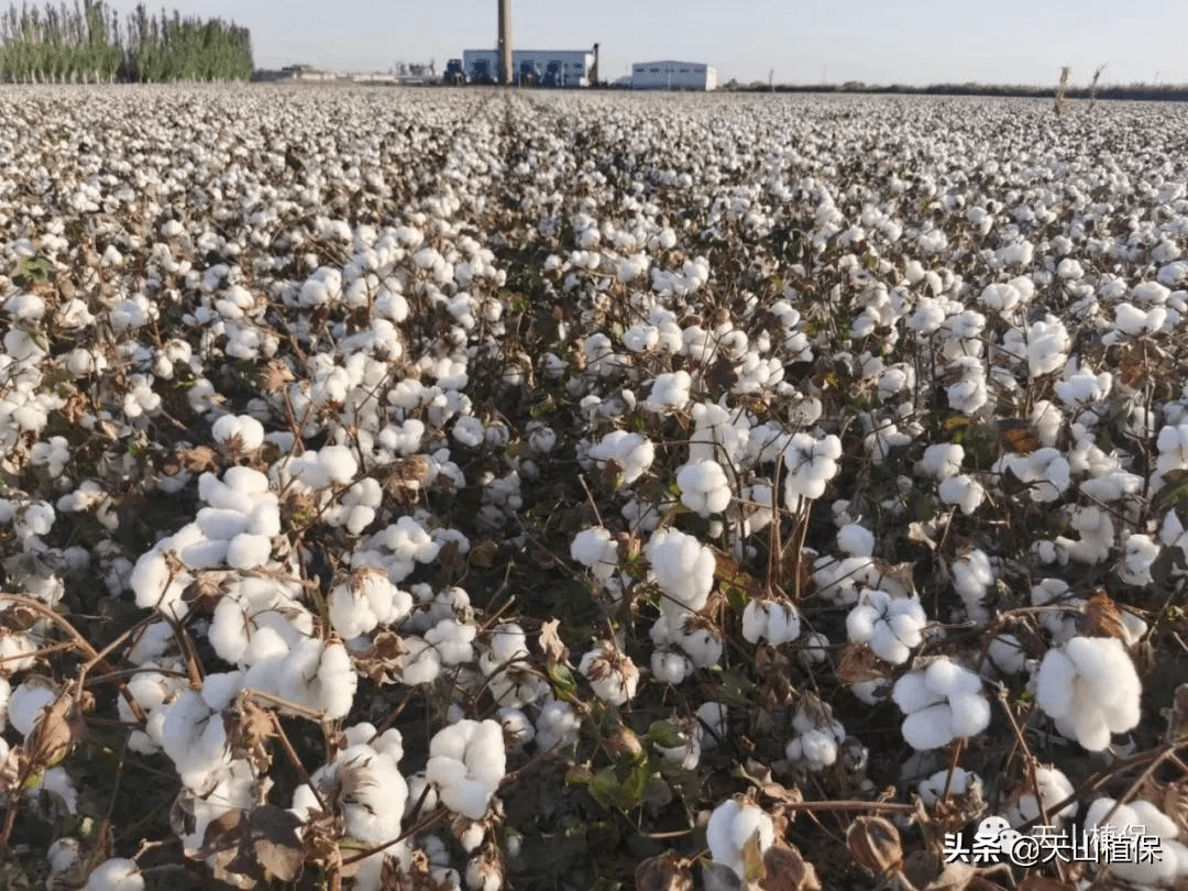 棉花收購價格的奇妙探索之旅