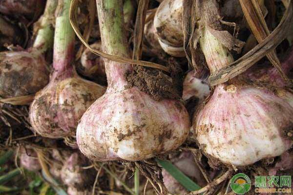 大蒜行情預測,大蒜行情預測