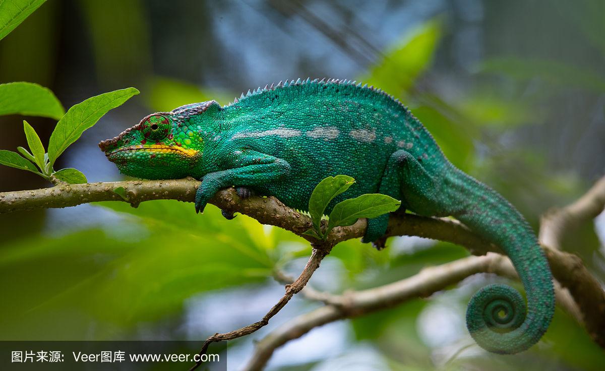 變色龍新版本的溫馨日常體驗分享