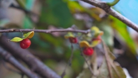 果哥系列最新高科技產(chǎn)品詳解