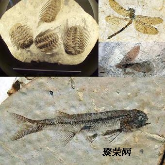 樹木化石最新交易價格,知識力量與自我價值的光輝閃耀之路