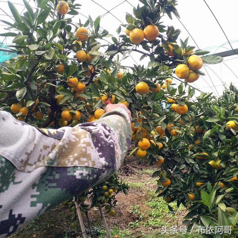 臺(tái)州蜜桔上市時(shí)間揭秘,奧秘與科普知識(shí)一覽