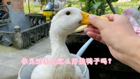 鴨王電影1,令人捧腹的喜劇之王