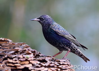 椋鳥(niǎo)價(jià)格,科技新品重塑生活體驗(yàn)