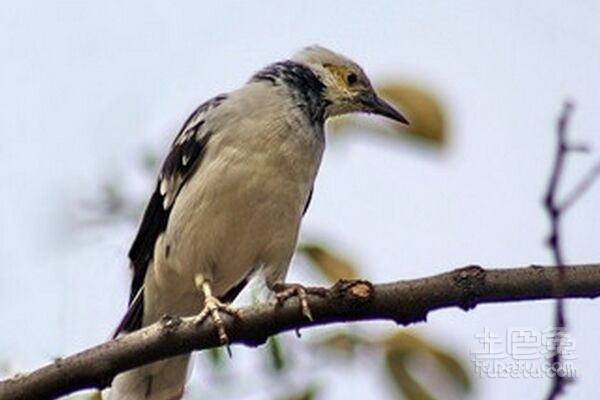 椋鳥(niǎo)價(jià)格,科技新品重塑生活體驗(yàn)