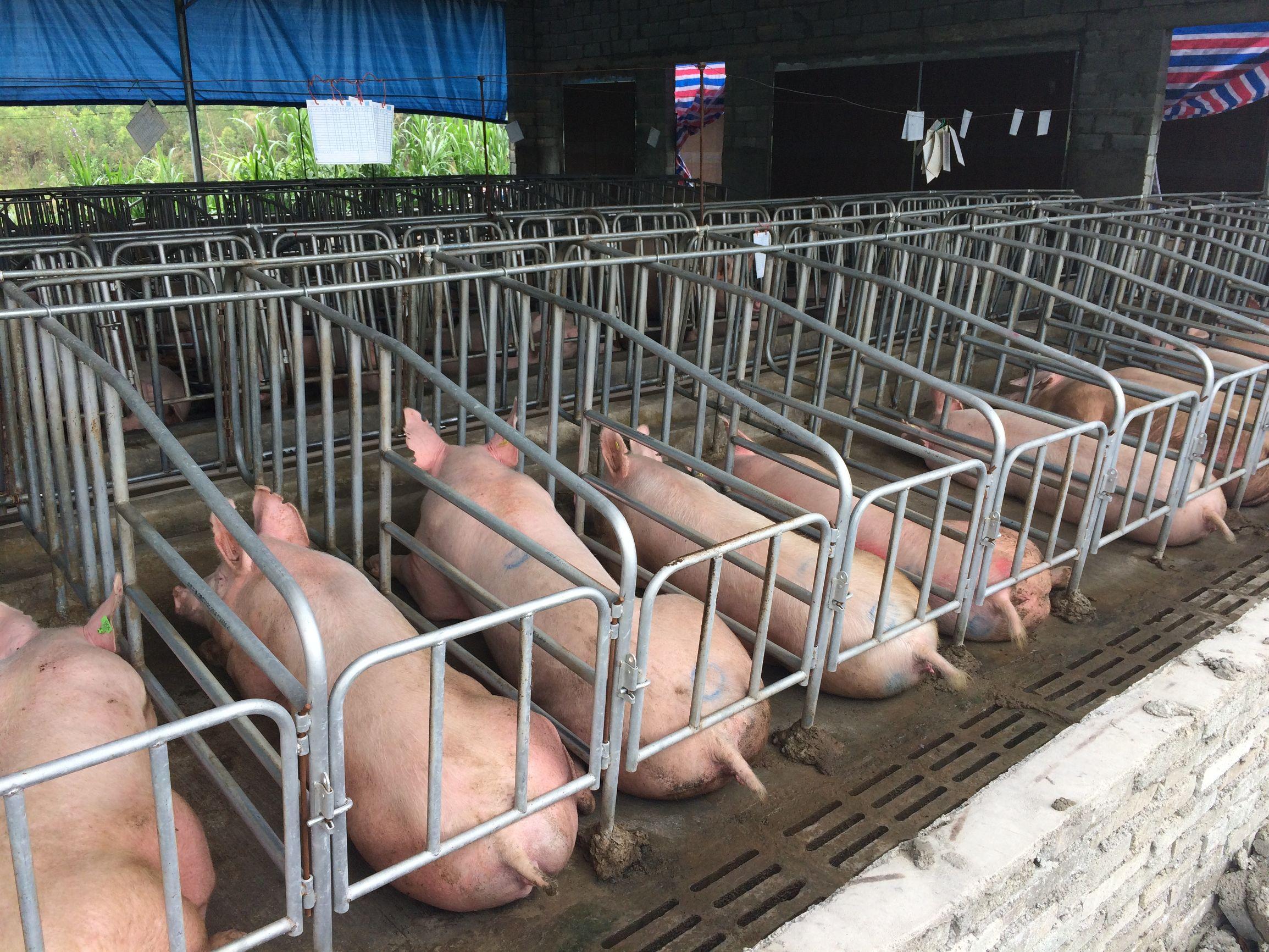 最新保健品監(jiān)管制度,擁抱變革,塑造自信未來