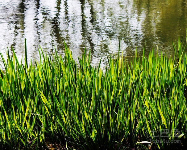 水菖蒲價格變動與學習過程中的自信成就之源