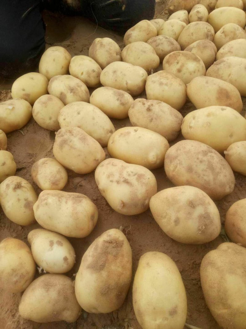 河南土豆價格最新行情揭秘,科技助力監測,行情盡在掌控