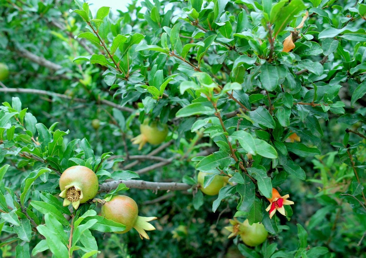 草社區榴最新風尚2016,引領獨特時尚潮流