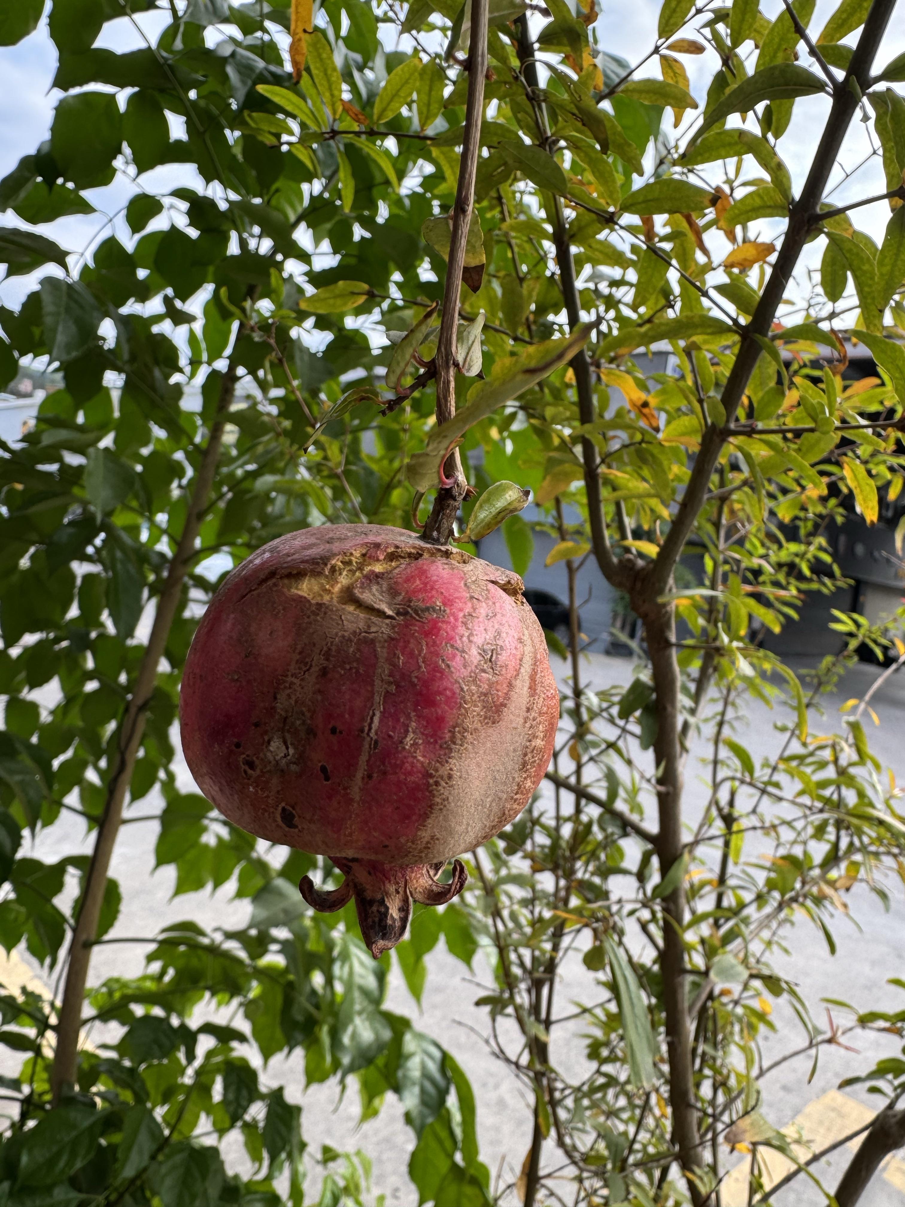 草社區榴最新風尚2016,引領獨特時尚潮流