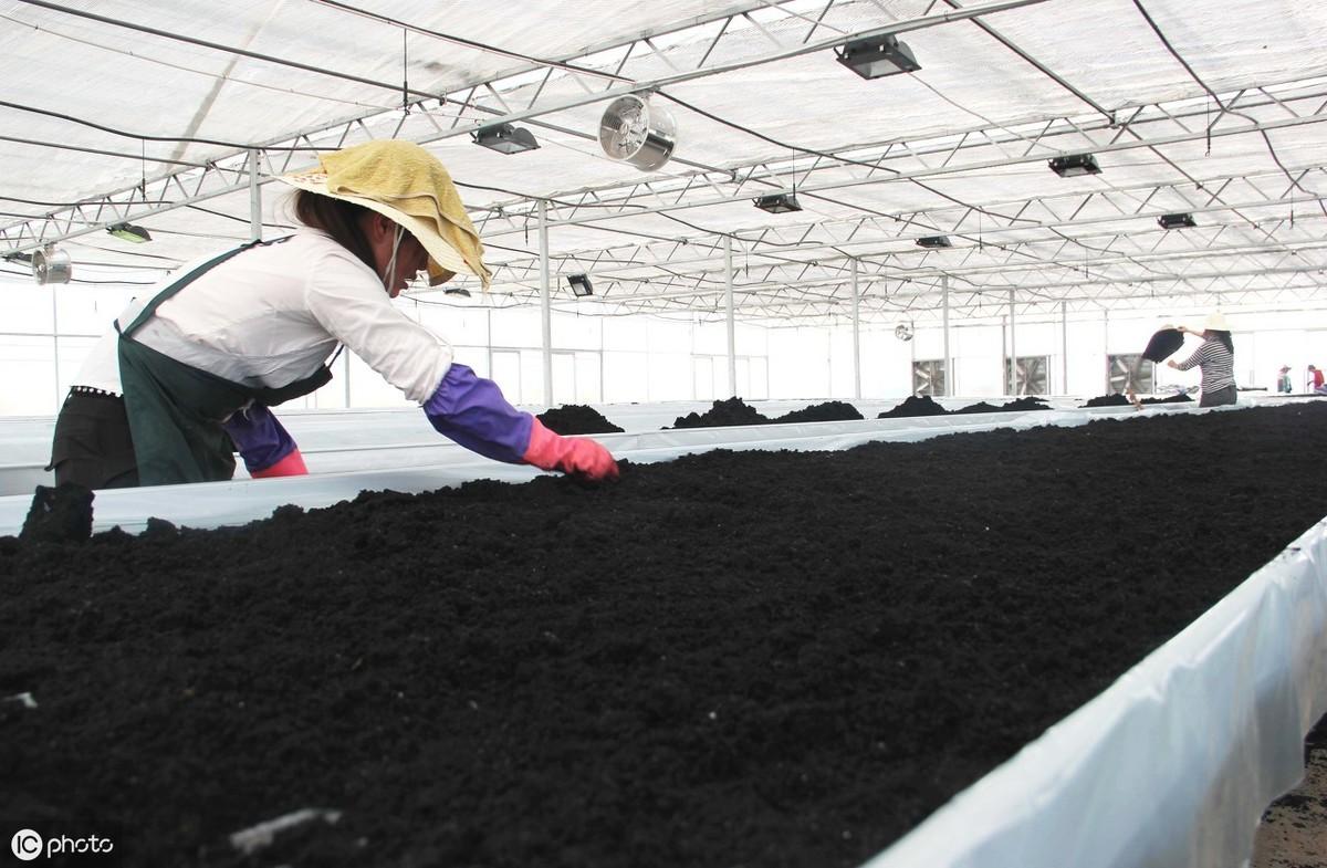 棉籽殼的最新價格,重磅更新棉籽殼最新價格,你了解嗎?