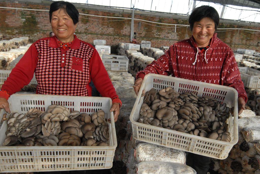 棉籽殼的最新價格,重磅更新棉籽殼最新價格,你了解嗎?