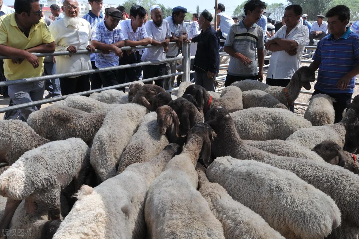 全國(guó)活羊最新價(jià)格及市場(chǎng)走勢(shì)分析與預(yù)測(cè)