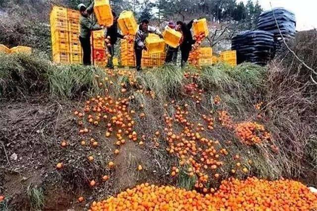 最新農產品滯銷信息深度解析與探討