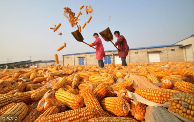 壽光玉米價格最新行情揭秘,小巷深處的玉米香涌動市場趨勢