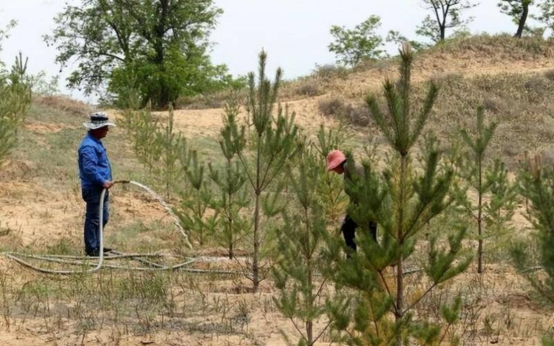 萬(wàn)里大造林最新動(dòng)態(tài),綠色發(fā)展的前沿進(jìn)展與消息