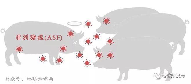 豬最新疫情科技守護(hù)先鋒——智能監(jiān)控先鋒行動(dòng)