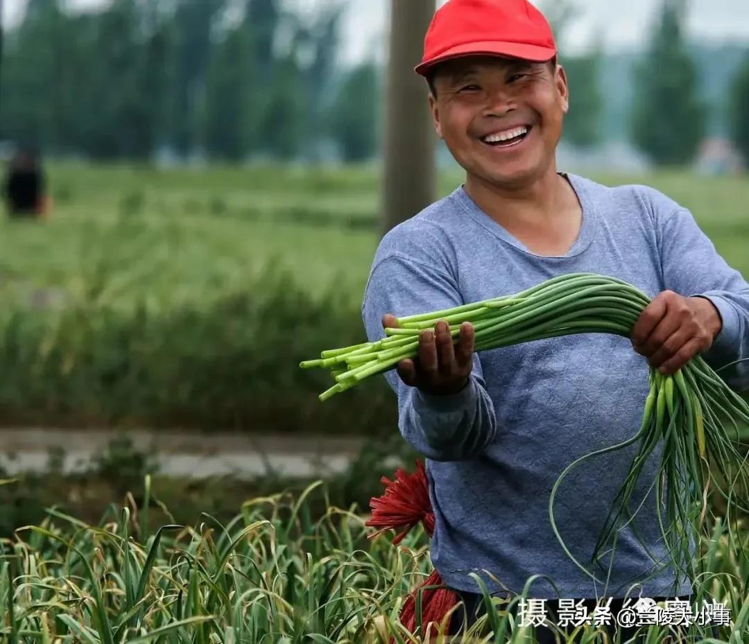 蒼山蒜苔最新價格,踏上自然之旅,探尋內心寧靜與饋贈的旅程