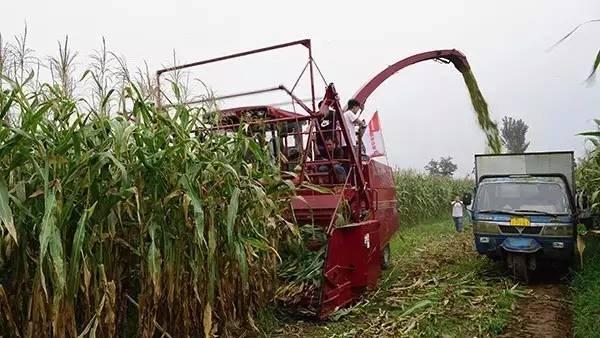 收割機最新拋灑器,奇妙物語與友情之旅的啟程