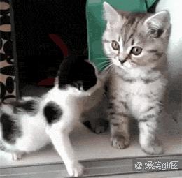 喵星人大戰(zhàn)最新破解版,星際戰(zhàn)爭的無限可能挑戰(zhàn)