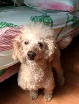 泰迪最新造型圖片大全及詳細時尚造型指南