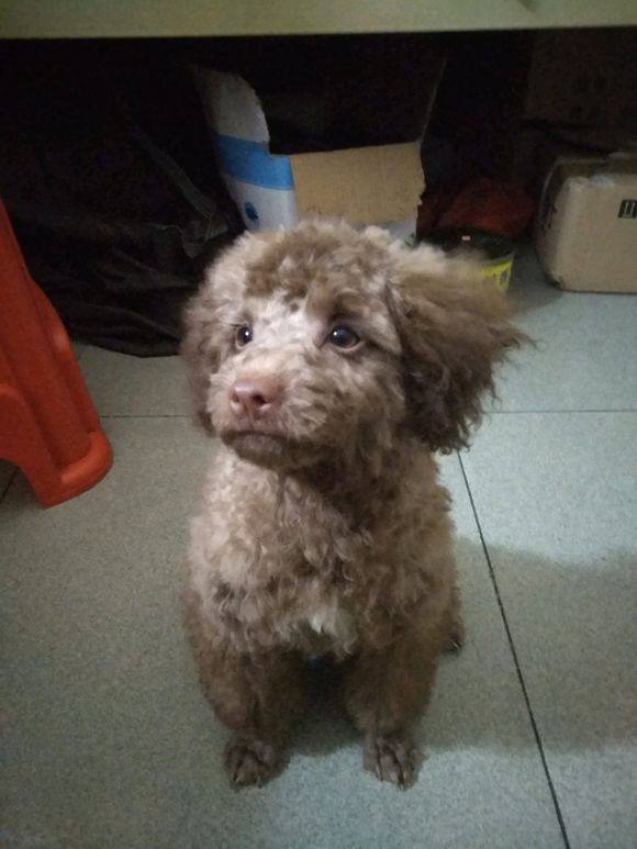 泰迪最新造型圖片大全及詳細時尚造型指南