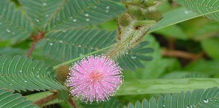 探索現代網絡時代的羞澀文化現象,含羞網最新動態