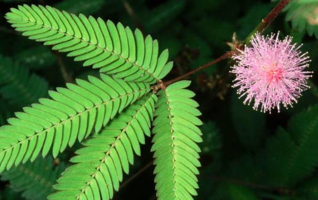 探索現代網絡時代的羞澀文化現象,含羞網最新動態