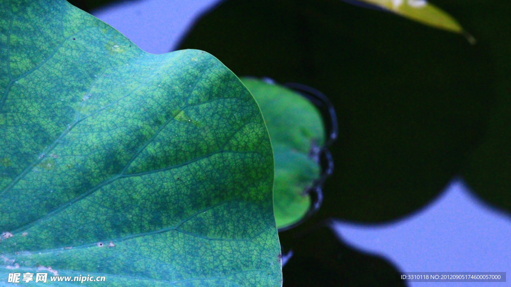 荷葉網(wǎng)最新動(dòng)態(tài),乘風(fēng)破浪與知識(shí)共舞,成就非凡人生