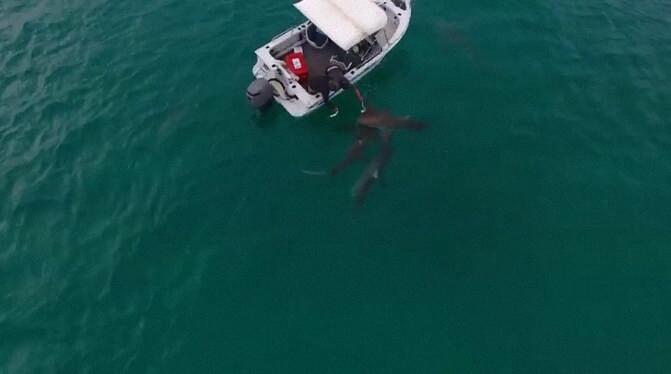 萌寵集結,共享最新寵物群動態??