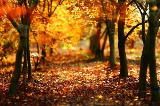 學習變化的力量與自信的果實,最新寫成秋的感悟